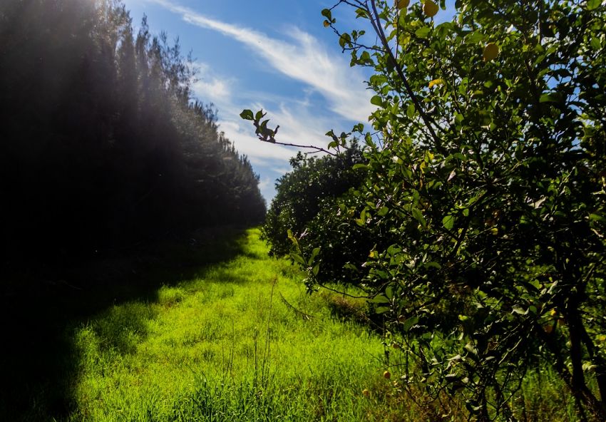 ferme À Vendre à NABEUL - 7 hectar à bou argoub el kharrouba nabeul - Immobiliere.tn - Photo 5
