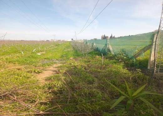 للبيع فيرمة لوز و زيتون و غلال أخرى