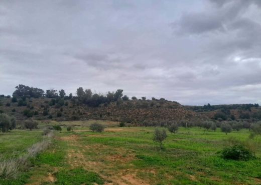 Terrain agricole à vendre