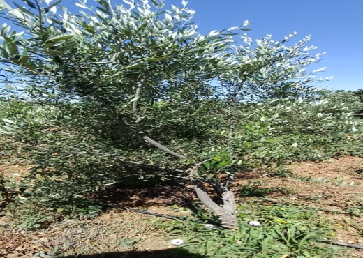 terrain agricole