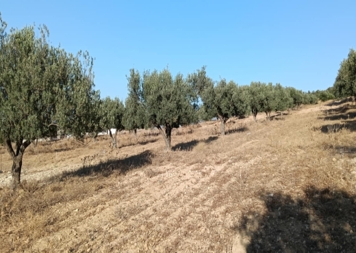 terrain agricole