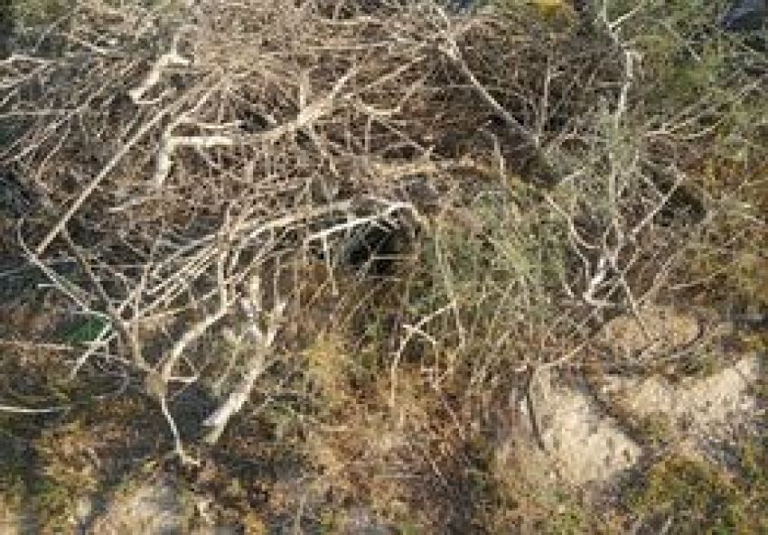 terrain À Vendre à MAHDIA - terrain agricole - Immobiliere.tn - Photo 6