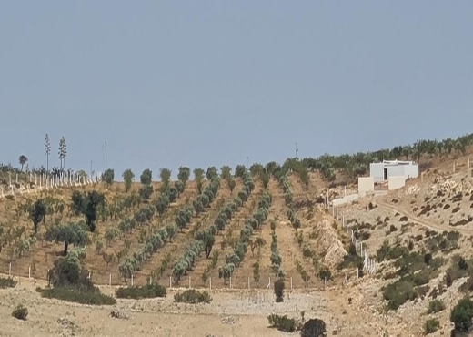 Terrain agricole lansarine tborba