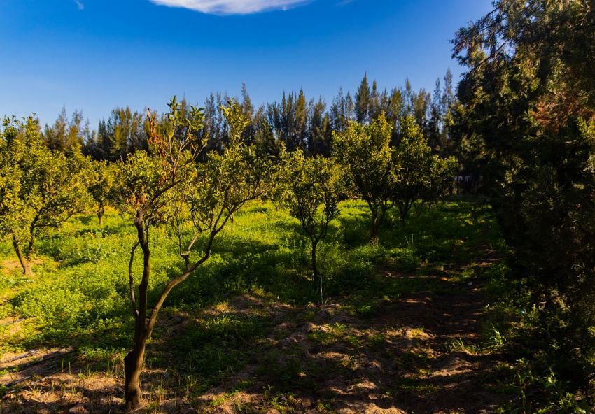 ferme À Vendre à NABEUL - 7 hectar à bou argoub el kharrouba nabeul - Immobiliere.tn