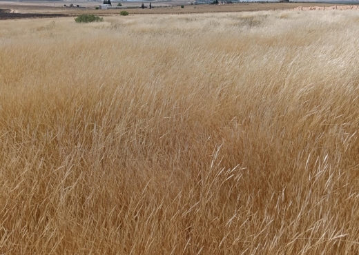 terrain agricole