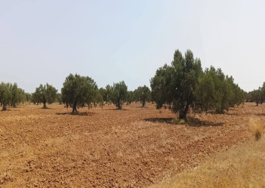 15000/للبيع: أرض صبغة صناعية/ فلاحية