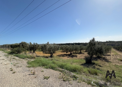 Terrain agricole de 9600m² nabeul