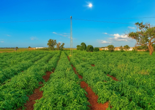 A Vendre Ferme 3 H Menzel Termime