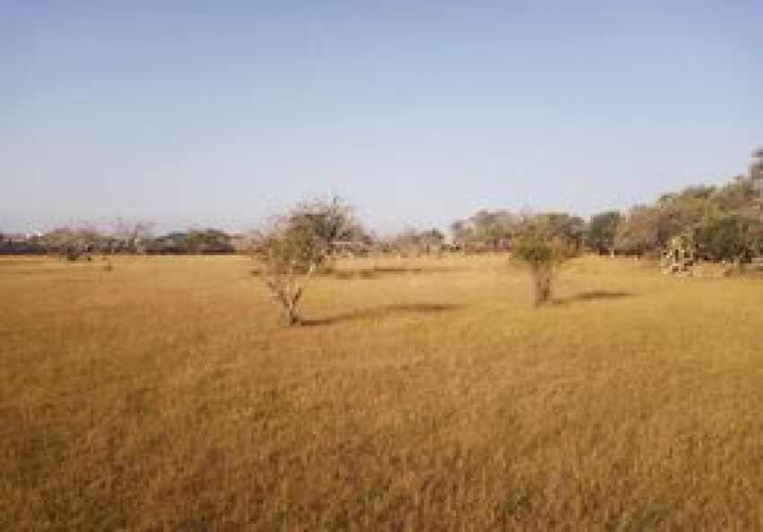 terrain À Vendre à MAHDIA - terrain agricole - Immobiliere.tn - Photo 3