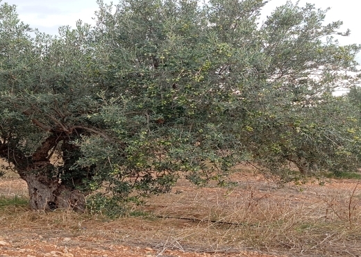 🏡 Terrain agricole bien équipé avec villa