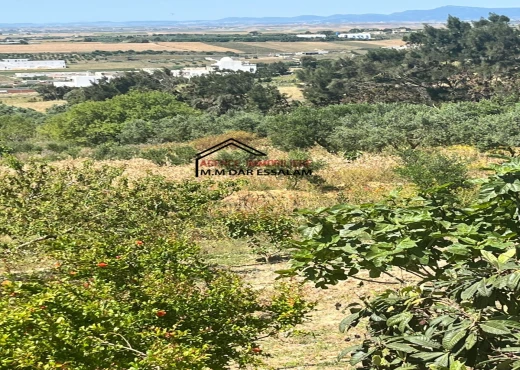 terrain À Vendre à NABEUL - terrain avec une vue agréable - Immobiliere.tn - Photo 4