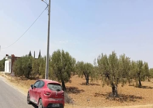 للبيع: 54زيتونة حجم كبير في الشواشين