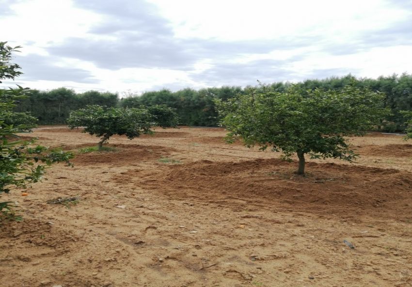 أرض فلاحية خصبة للبيع – فرصة استثمارية مميزة!