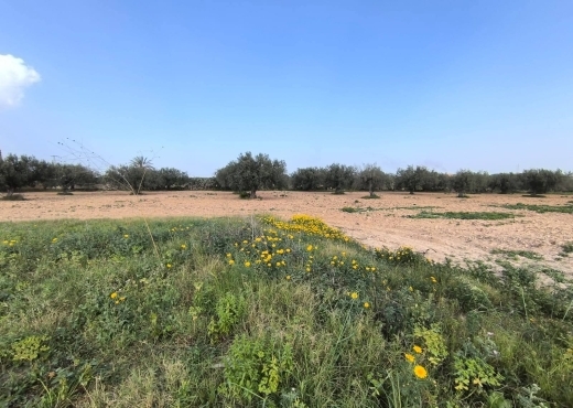 terrain À Vendre à MONASTIR - A vendre terrain agricole a Monastir - Immobiliere.tn - Photo 5