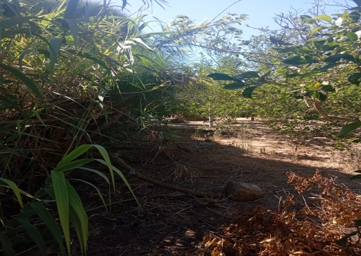 Opportunité Rare 🌅 Terrain 1 ha + 1000 m²