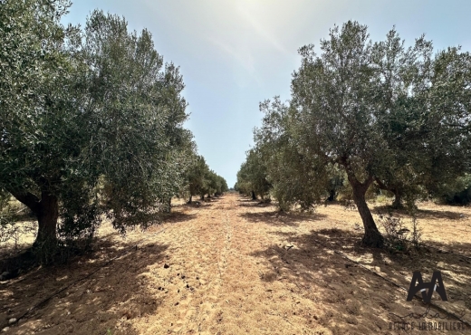 Terrain Agricole de 1500 m² à Taza