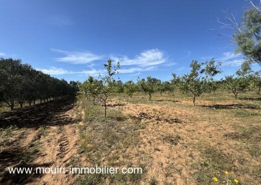 FERME LES EMERAUDES Somaa T1137