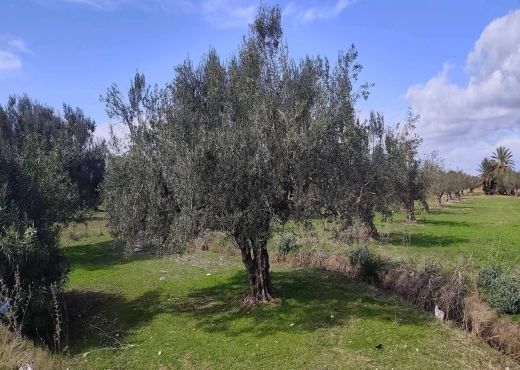 terrain À Vendre à MONASTIR - A vendre terrain a Sahline - Immobiliere.tn - Photo 3