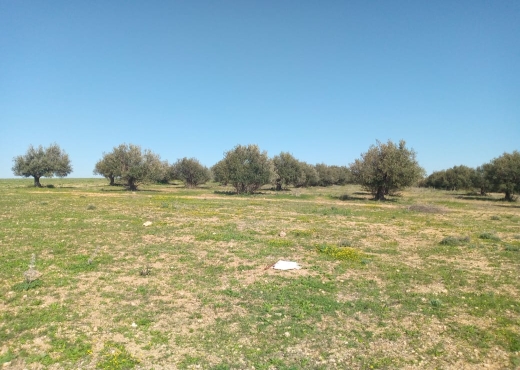 Terrain agricole 14hectares tborba