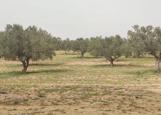 terrain arboré oliviers