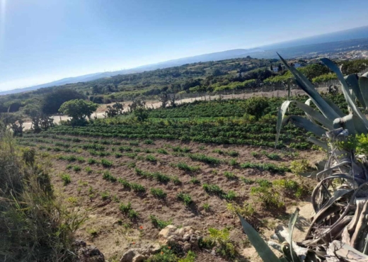 terrain À Vendre à BIZERTE - Terrain a raf raf  1 hectare - Immobiliere.tn - Photo 9