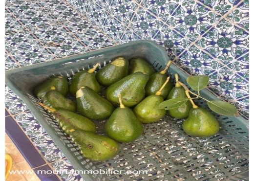 ferme À Vendre à NABEUL - Ferme Beni Khaled 2 T1225 Nabeul - Immobiliere.tn - Photo 10