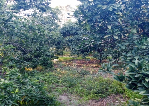 Terrain agricole de 1005 m² à Ras Jebel