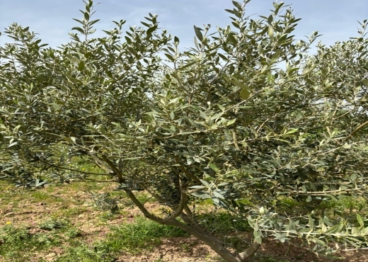 Belle ferme lansarine tborba