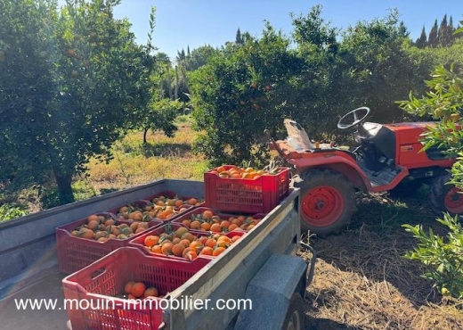 ferme À Vendre à NABEUL - Ferme Beni Khaled 2 T1225 Nabeul - Immobiliere.tn - Photo 5