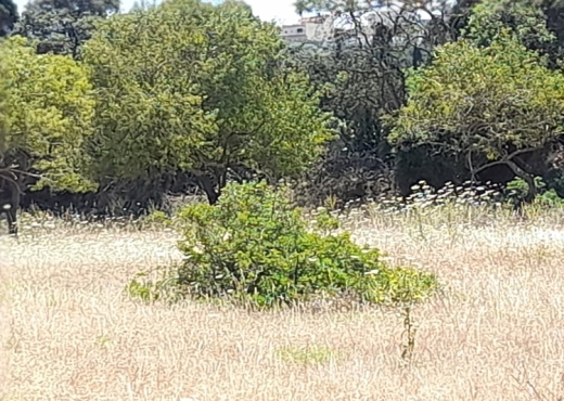 Terrain a raf raf  9300m²