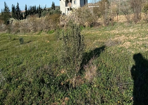 terrain À Vendre à ZAGHOUAN - TERRAIN AGRICOLE A VENDRE - Immobiliere.tn - Photo 8