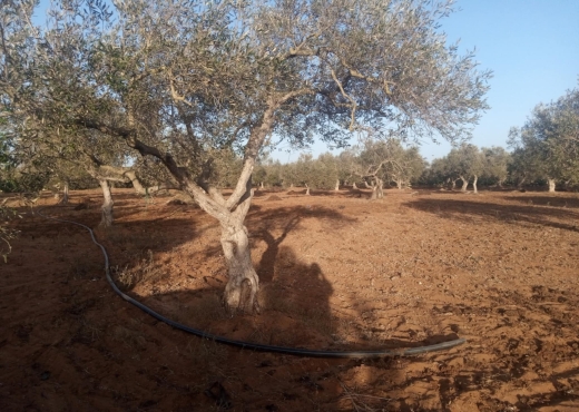 Terrain Agricole a Tazarka