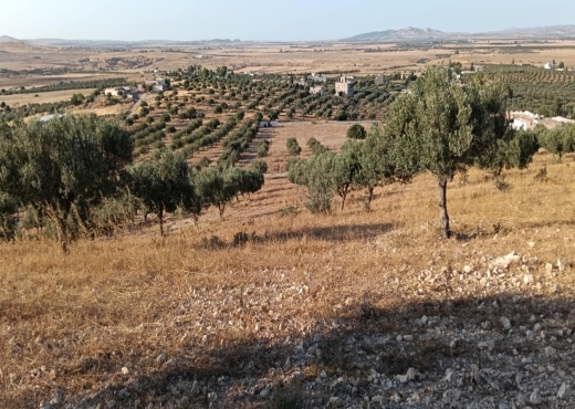 terrain agricole