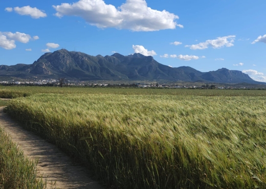 terrain agricole