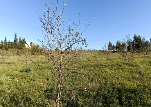 terrain À Vendre à ZAGHOUAN - TERRAIN AGRICOLE A VENDRE - Immobiliere.tn - Photo 6