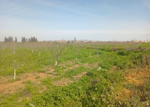 للبيع فيرمة لوز و زيتون و غلال أخرى