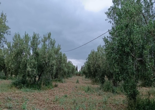 terrain agricole