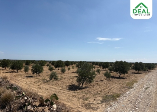 A vendre Ferme Olivier à Msaken