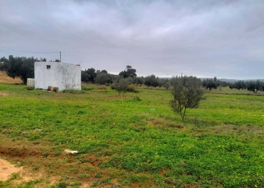 Terrain agricole à vendre