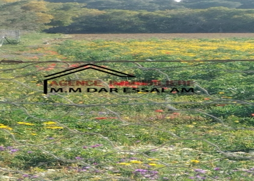 terrain À Vendre à NABEUL - terrain agricole à vendre - Immobiliere.tn - Photo 6