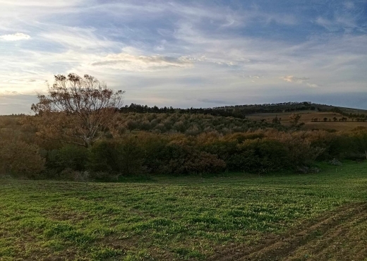 🔥 PRIX FORCA – TERRAIN À VENDRE À RAS EL JEBEL 🔥