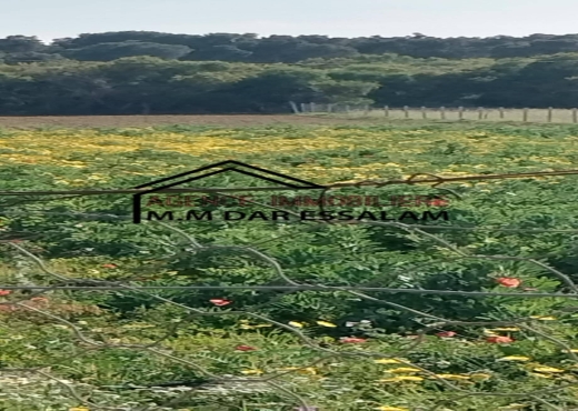 terrain À Vendre à NABEUL - terrain agricole à vendre - Immobiliere.tn - Photo 5