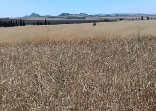 terrain agricole