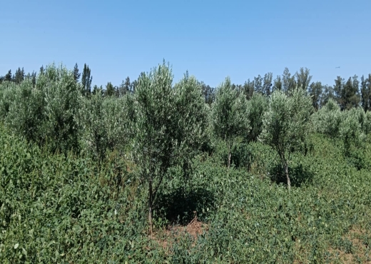 terrain agricole