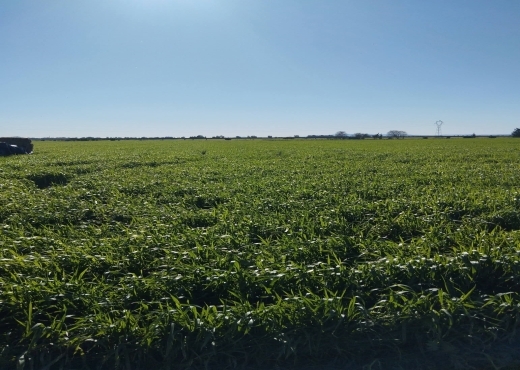 terrain À Vendre à ARIANA - A vendre terrain agricole a Sidi Thabet - Immobiliere.tn - Photo 3