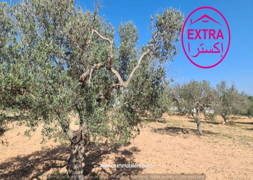 Vente Campagne à Ghardeya (Nabeul)