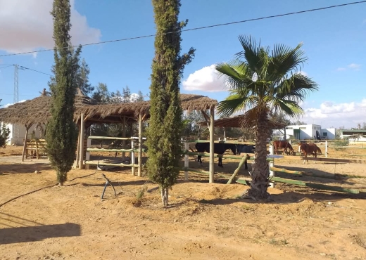 A Vendre Projet Agricol Rte Gremda
