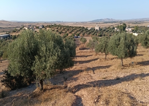 terrain agricole