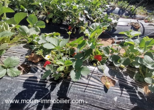 FERME LES EMERAUDES Somaa T1137