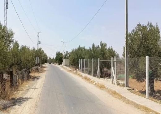 للبيع: 54زيتونة حجم كبير في الشواشين